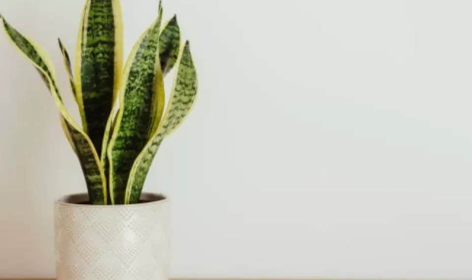 La lengua de suegra, una planta que no puede faltar en la casa