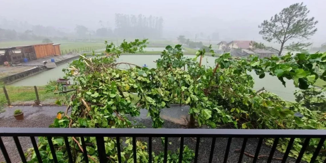 Temporal derruba postes e árvores em Timbó e fecha BR-470 em Apiúna