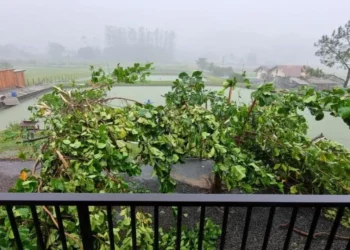 Temporal derruba postes e árvores em Timbó e fecha BR-470 em Apiúna
