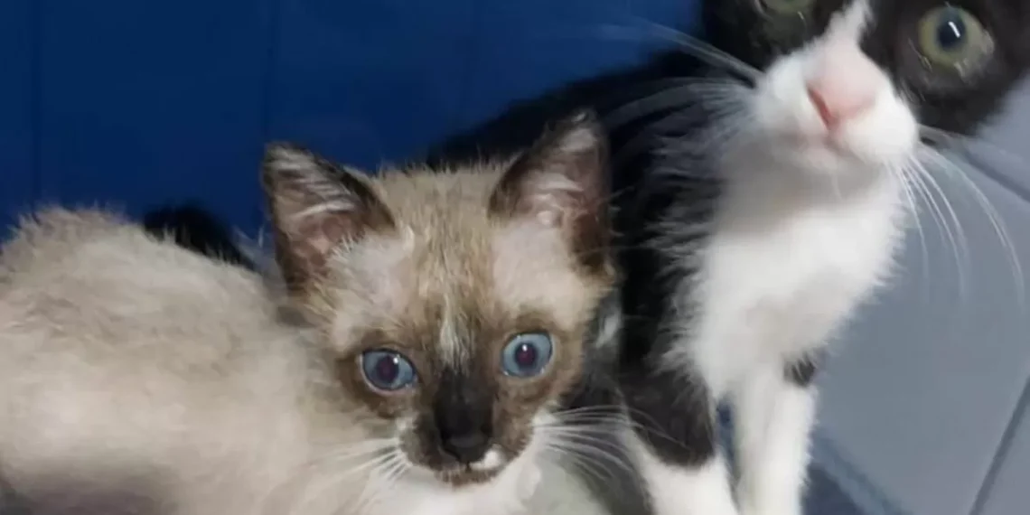 Homem adota pelo menos 14 gatos e desaparecimento dos animais gera investigação em Blumenau