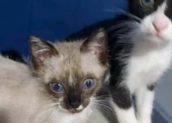 Homem adota pelo menos 14 gatos  e desaparecimento dos animais gera investigação em Blumenau