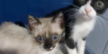 Homem adota pelo menos 14 gatos  e desaparecimento dos animais gera investigação em Blumenau