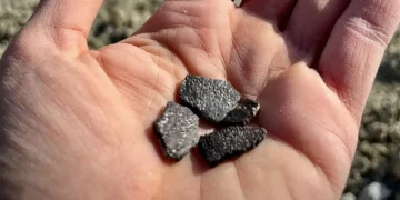 Fósseis de ovos revelam diversidade de dinossauros na América do Norte