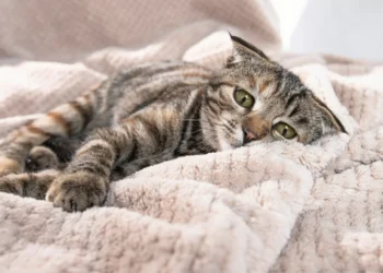 Gripe felina: humanos também podem pegar a gripe dos gatos?