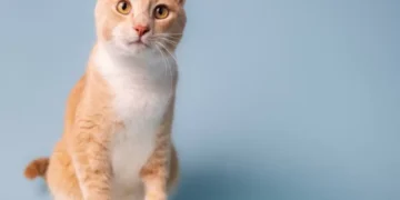 Cómo mejorar la salud mental de tu gato: recomendaciones de expertos