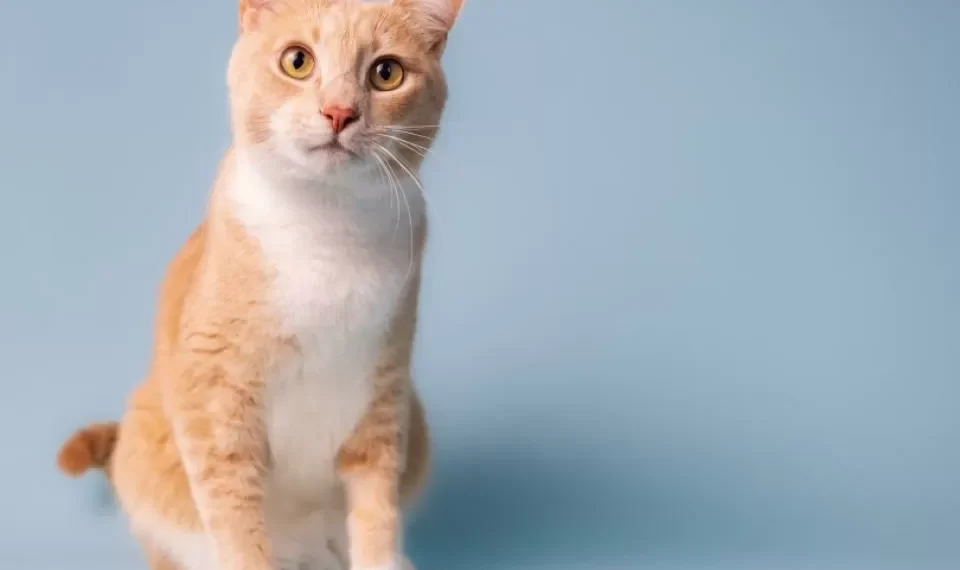 Cómo mejorar la salud mental de tu gato: recomendaciones de expertos