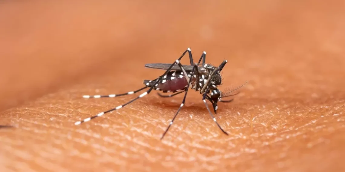 Timbó registra 77 casos suspeitos de dengue em 2025