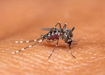Timbó registra 77 casos suspeitos de dengue em 2025