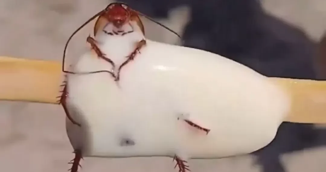 Banhista encontra barata em picolé na praia do RJ e vídeo causa revolta na internet