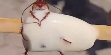 Banhista encontra barata em picolé na praia do RJ e vídeo causa revolta na internet