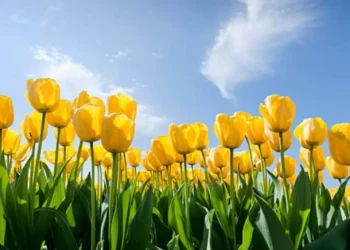 Este es el significado de tener un florero con tulipanes en casa
