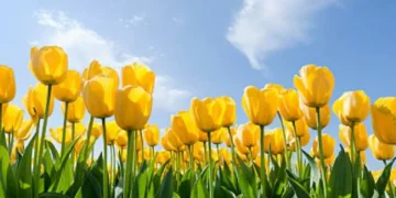 Este es el significado de tener un florero con tulipanes en casa