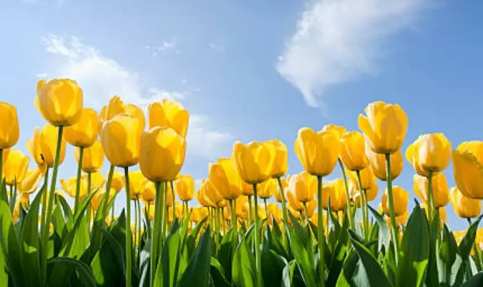 Este es el significado de tener un florero con tulipanes en casa