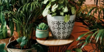 ‘Tensión y nerviosismo’: la planta que hay que evitar tener en casa