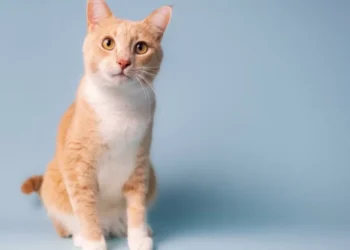 Cómo mejorar la salud mental de tu gato: recomendaciones de expertos
