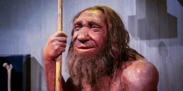 Neandertais sofreram grande queda populacional há 110 mil anos, aponta estudo