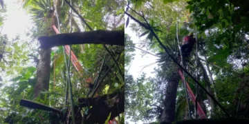 Homem fica preso em árvore após queda durante voo livre em Taió