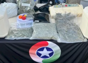 Quase 100 pés de maconha são apreendidos em estufa improvisada dentro de residência em SC