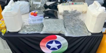 Quase 100 pés de maconha são apreendidos em estufa improvisada dentro de residência em SC