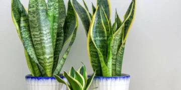 El verdadero significado de tener una ‘lengua de suegra’ en casa: ¿dónde no debe estar?