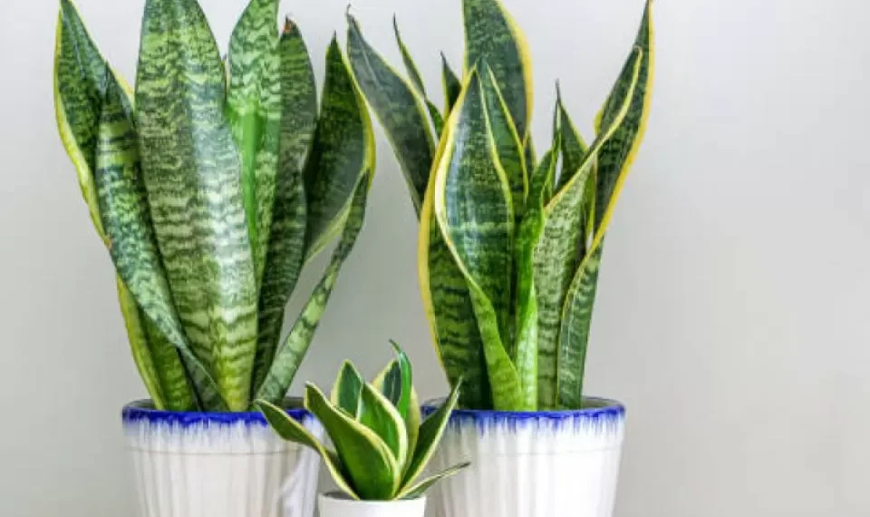 El verdadero significado de tener una ‘lengua de suegra’ en casa: ¿dónde no debe estar?