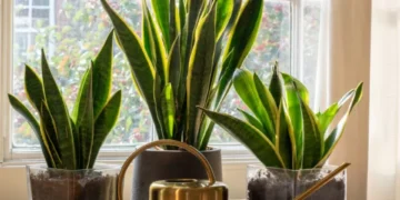 Esta es la ‘receta secreta’ para hacer crecer la ‘lengua de suegra’ más rápido en casa