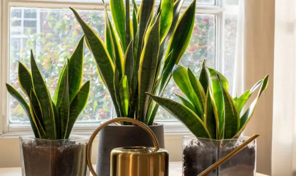 Esta es la ‘receta secreta’ para hacer crecer la ‘lengua de suegra’ más rápido en casa