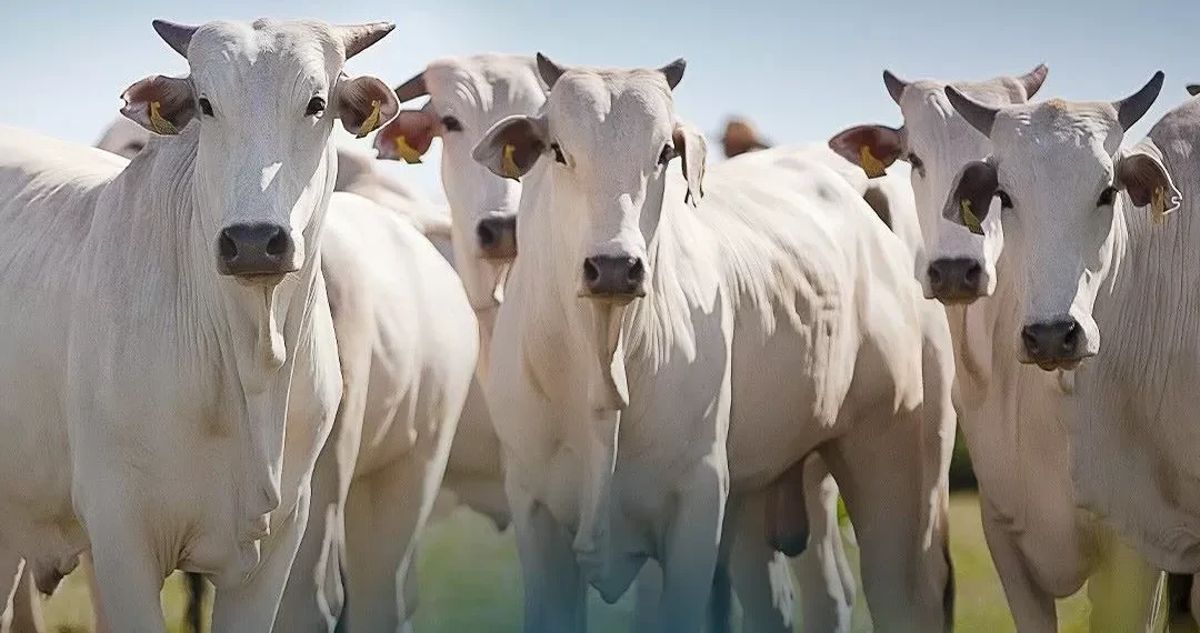 Setor de carnes tem maior potencial de benefício com crise comercial, diz Marcos Jank