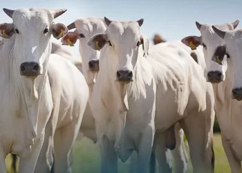 Setor de carnes tem maior potencial de benefício com crise comercial, diz Marcos Jank