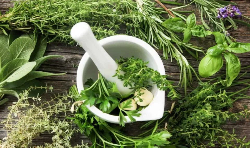 Antiinflamatoria y antibacteriana: la hierba más sencilla que puede cultivar en su casa