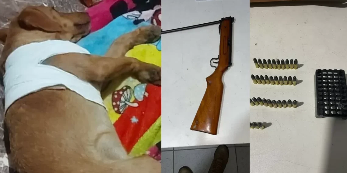 Cachorro leva tiro de vizinho que temia ataque às galinhas em Itajaí