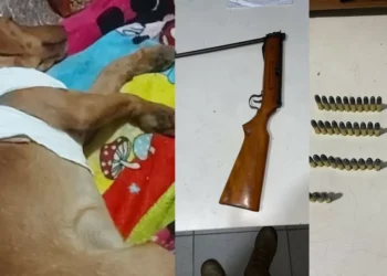 Cachorro leva tiro de vizinho que temia ataque às galinhas em Itajaí