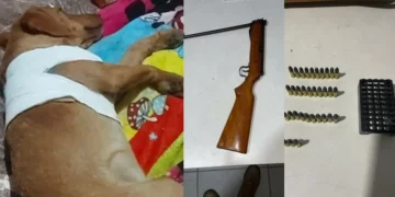 Cachorro leva tiro de vizinho que temia ataque às galinhas em Itajaí