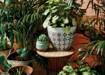 ‘Mucho polvo’: la planta que algunos tienen y atrae la mala fortuna, según los hindúes