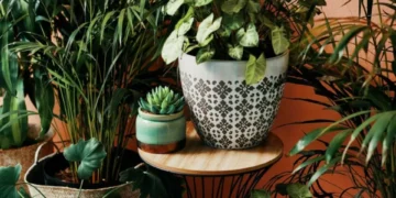 ‘Mucho polvo’: la planta que algunos tienen y atrae la mala fortuna, según los hindúes