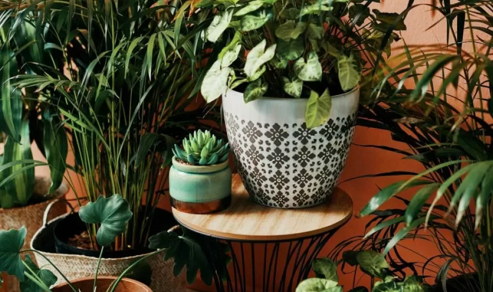 ‘Mucho polvo’: la planta que algunos tienen y atrae la mala fortuna, según los hindúes