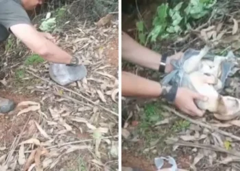 Cachorro agonizando dentro de sacola é salvo após ser agredido e descartado em SC