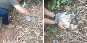 Cachorro agonizando dentro de sacola é salvo após ser agredido e descartado em SC