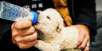 Después del regreso del ‘lobo terrible’, ¿es posible pensar en un ‘Jurassic Park’?