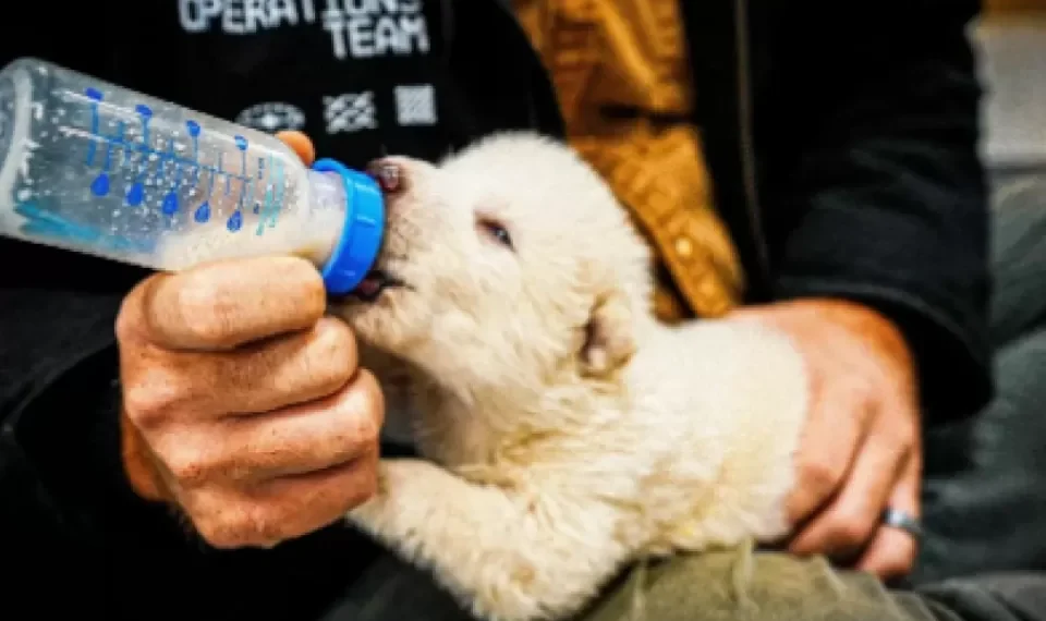 Después del regreso del ‘lobo terrible’, ¿es posible pensar en un ‘Jurassic Park’?