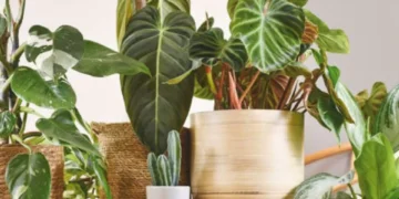 Adiós a las malas ondas: la planta que aleja las energías pesadas