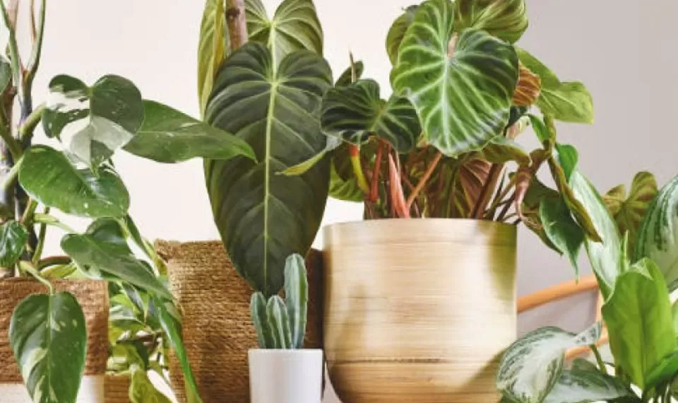 Adiós a las malas ondas: la planta que aleja las energías pesadas