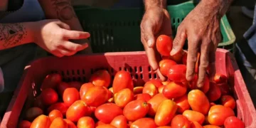 Alimentos continuam a pressionar inflação e tomate é vilão do IPCA-15