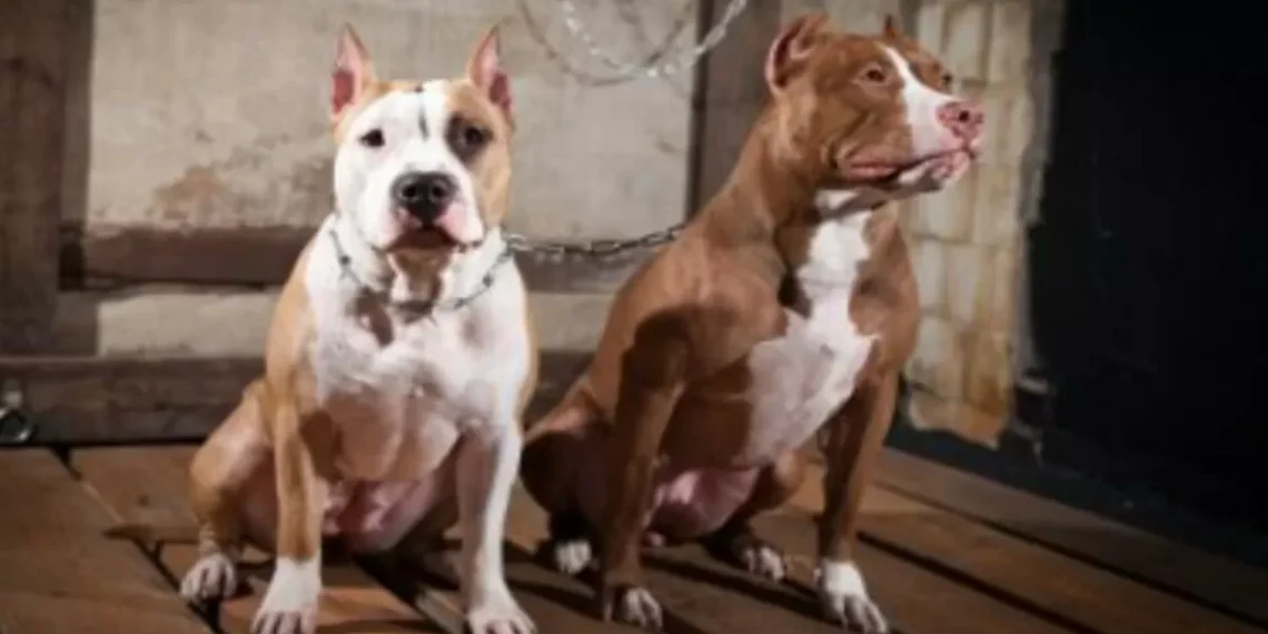 Mulher é atacada por pitbulls instigados pelo marido em Brusque