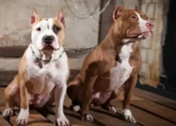 Mulher é atacada por pitbulls instigados pelo marido em Brusque