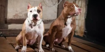 Mulher é atacada por pitbulls instigados pelo marido em Brusque