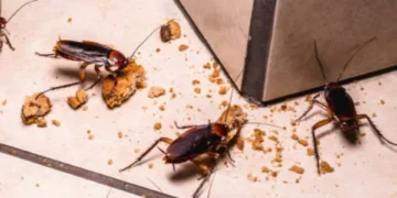 Las cucarachas lo odian: el repelente que está en su cocina y le salvará de insectos