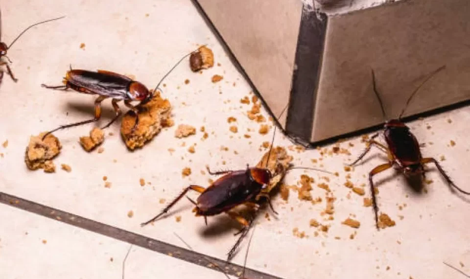 Las cucarachas lo odian: el repelente que está en su cocina y le salvará de insectos