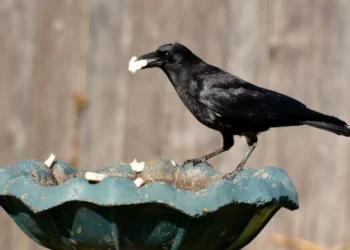 La capacidad que se creía de humanos y la tendría también un animal: de cuál se trata