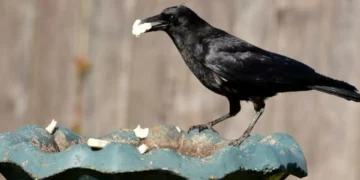 La capacidad que se creía de humanos y la tendría también un animal: de cuál se trata